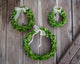 Boxwood Wreath Set Round With Ribbon