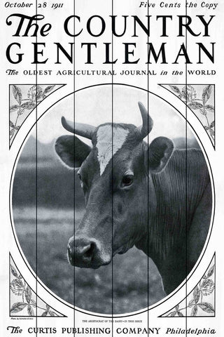 "CG Cow" Painting Print on White Wood