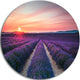 Endless Rows Of Lavender Flowers, Landscape Disc Metal Wall Art, 36"