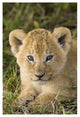 "African Lion 5 week old cub, vulnerable, Masai Mara Reserve" Paper Art, 26"x38"