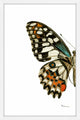 "Papilio Demoleus Lime Swallowtail" Framed Painting Print, 12"x18"