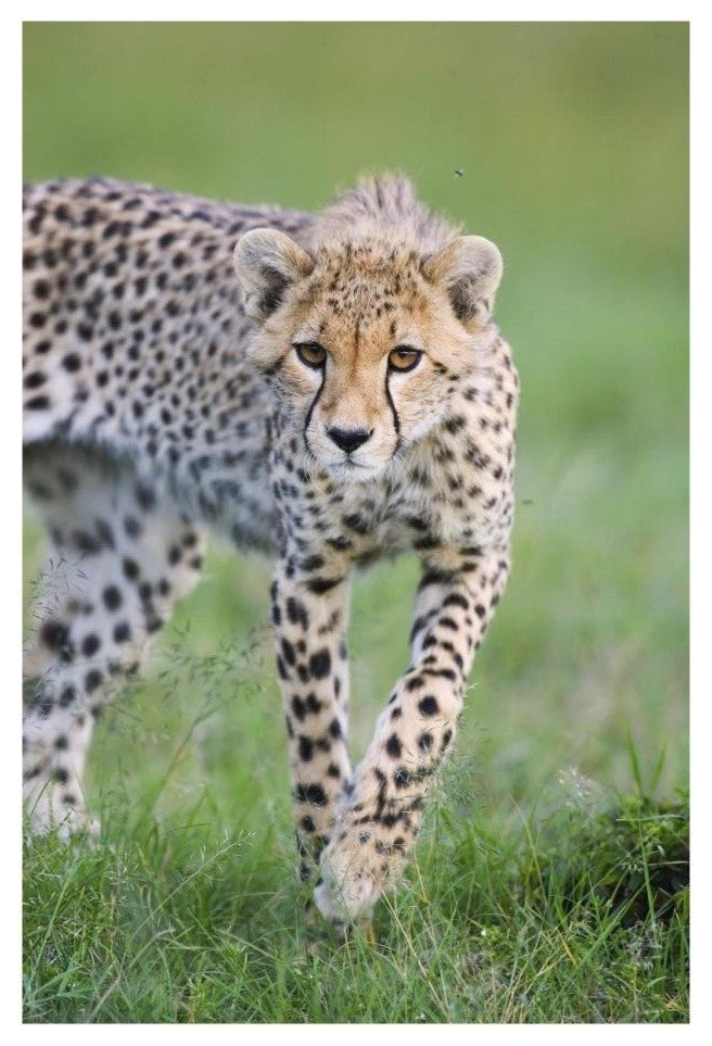 "Cheetah 6 month old cub, Masai Mara National Reserve, Kenya" Paper Art, 18"x26"