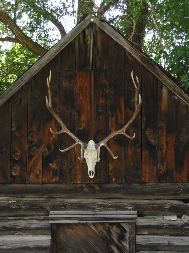 Elk European Mount
