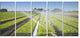 Beautiful View of Crops Watering, Landscape Canvas Art Print, 60"x28", 5 Panels