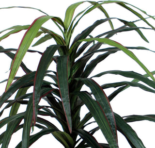 White background, close-up of leaves.