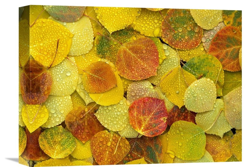 "Fallen Autumn Colored Aspen Leaves, Colorado" Artwork