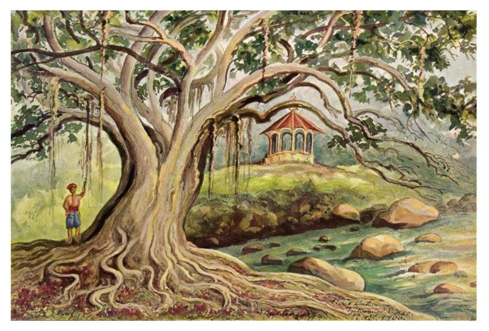 "Gummibaum auf Javaï¿½Ficus elasticaï¿½in Buitenzorg" Print, 26"x18"