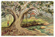 "Gummibaum auf Javaï¿½Ficus elasticaï¿½in Buitenzorg" Print, 26"x18"