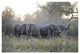 "African Elephant upset herd gathering, Okavango Delta" Paper Art, 38"x26"