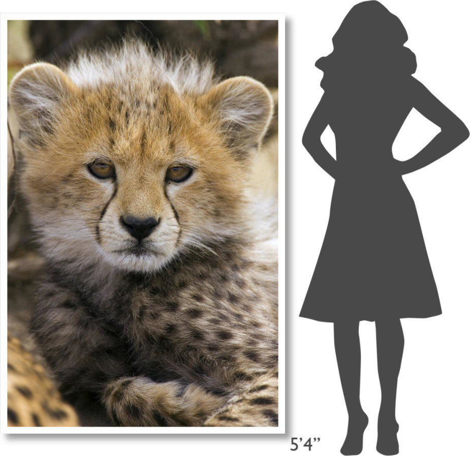 "Cheetah 10-12 week old cub portrait, Maasai Mara Reserve" Paper Art, 42"x62"