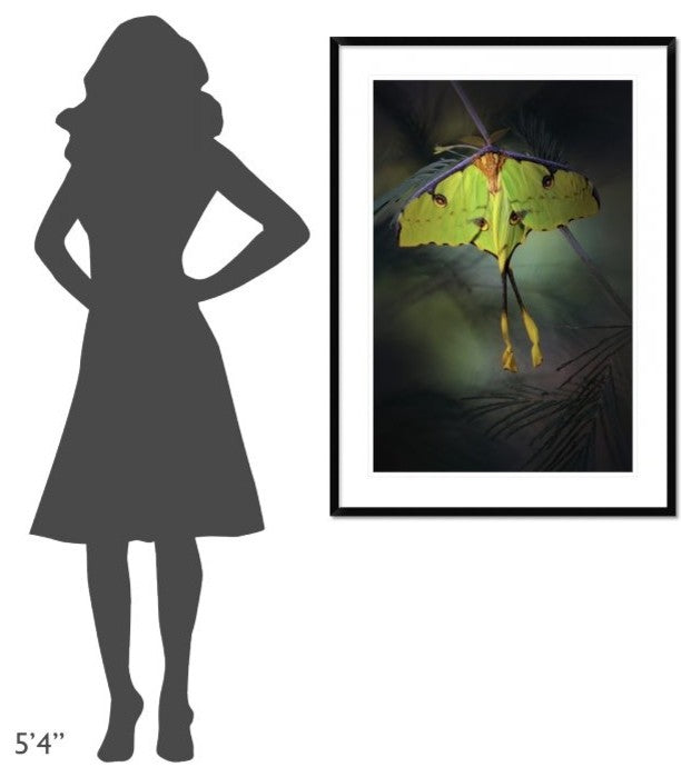 "Moon Moth" Framed Digital Print by Jimmy Hoffman, 32x44"
