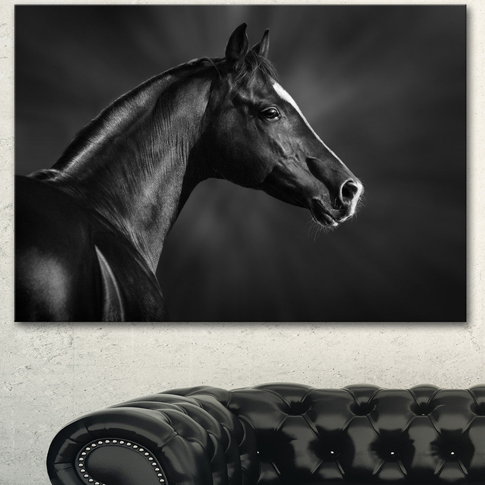 Black Arabian Horse Portrait, Animal Canvas Art Print, 40"x30"