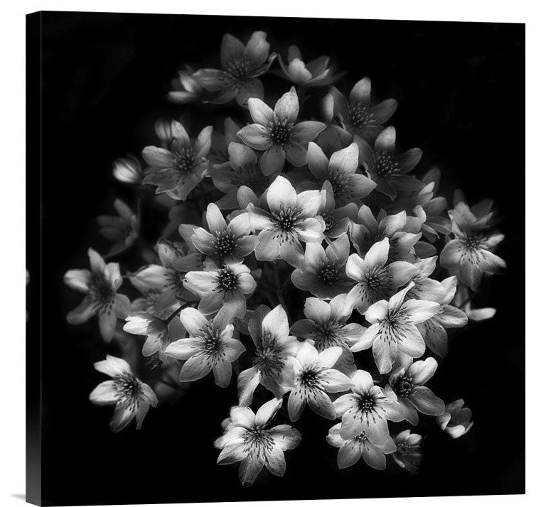 "Early Sensation" Stretched Canvas Giclee by Yvette Depaepe, 18"x18"