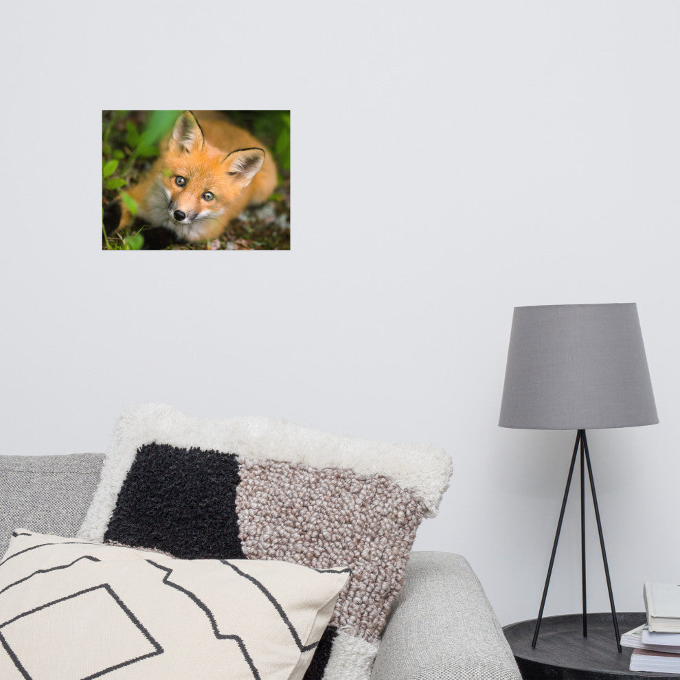 Young Red Fox Face Animal Wildlife Nature Photograph Loose Wall Art Print, 12" X 16"