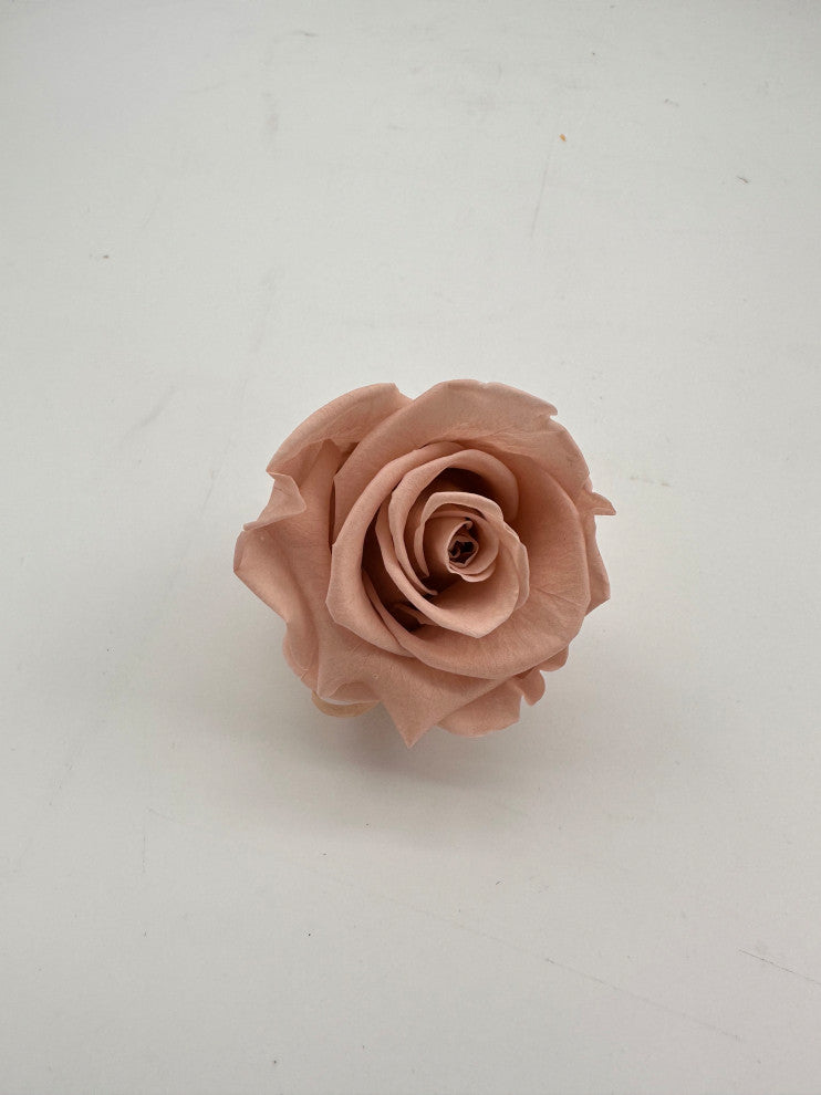 Large Preserved Roses, Set of 6, Antique Pink