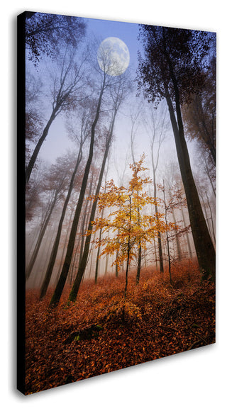 'Sentinel' Canvas Art by Philippe Sainte-Laudy