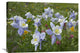 "Colorado Blue Columbine Flowers, American Basin, Colorado" Artwork, 32" x 24"