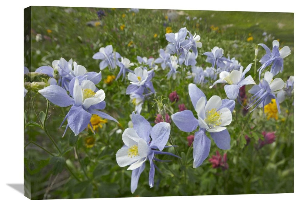 "Colorado Blue Columbine Flowers, American Basin, Colorado" Artwork, 32" x 24"
