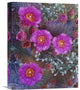 "Beavertail Cactus Flowering, North America" Artwork, 12" x 16"