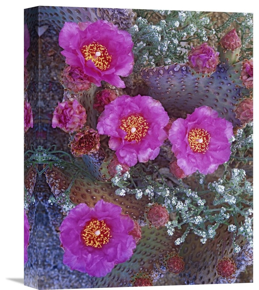 "Beavertail Cactus Flowering, North America" Artwork, 12" x 16"