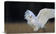 "Snowy Owl Adult, Circumpolar Species, British Columbia, Canada" Artwork