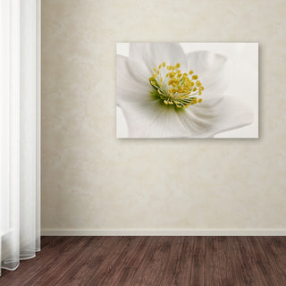 Cora Niele 'White Helleborus' Canvas Art