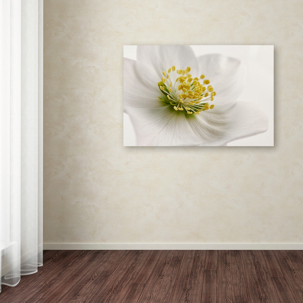Cora Niele 'White Helleborus' Canvas Art