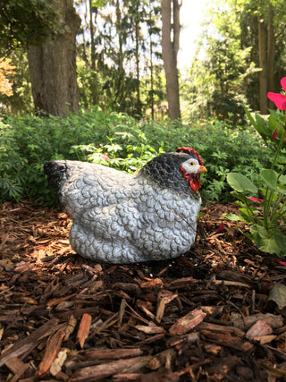 9" Lying Sussex Chicken