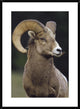 Bighorn Sheep Male Portrait, Banff National Park, Alberta, Canada, 26"x36"