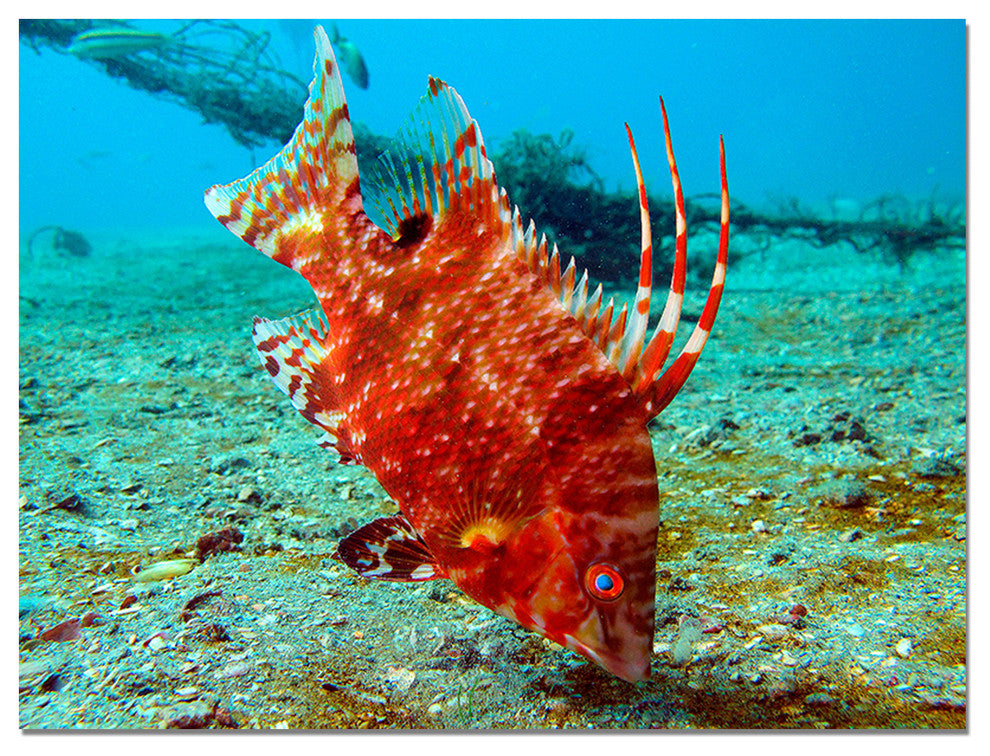 Ready2hangart Christopher Doherty Photography 'Sea Life' Canvas Wall Art