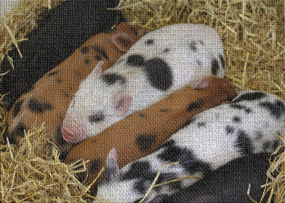 Pig 4 Area Rug, 5'0"x7'0"