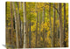 "Aspen Trees In Autumn, Santa Fe National Forest, New Mexico" Artwork