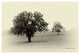 "Horses and Trees II" Digital Paper Print by Debra Van Swearingen, 26"x18"