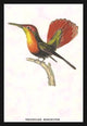 Hummingbird: Trochilus Moschitus - Gallery Wrapped Canvas Art 28" x 42"