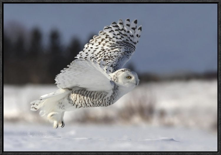 "Bubo Scandiacus" Framed Canvas Giclee by Mircea Costina, 25x17"