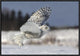 "Bubo Scandiacus" Framed Canvas Giclee by Mircea Costina, 25x17"