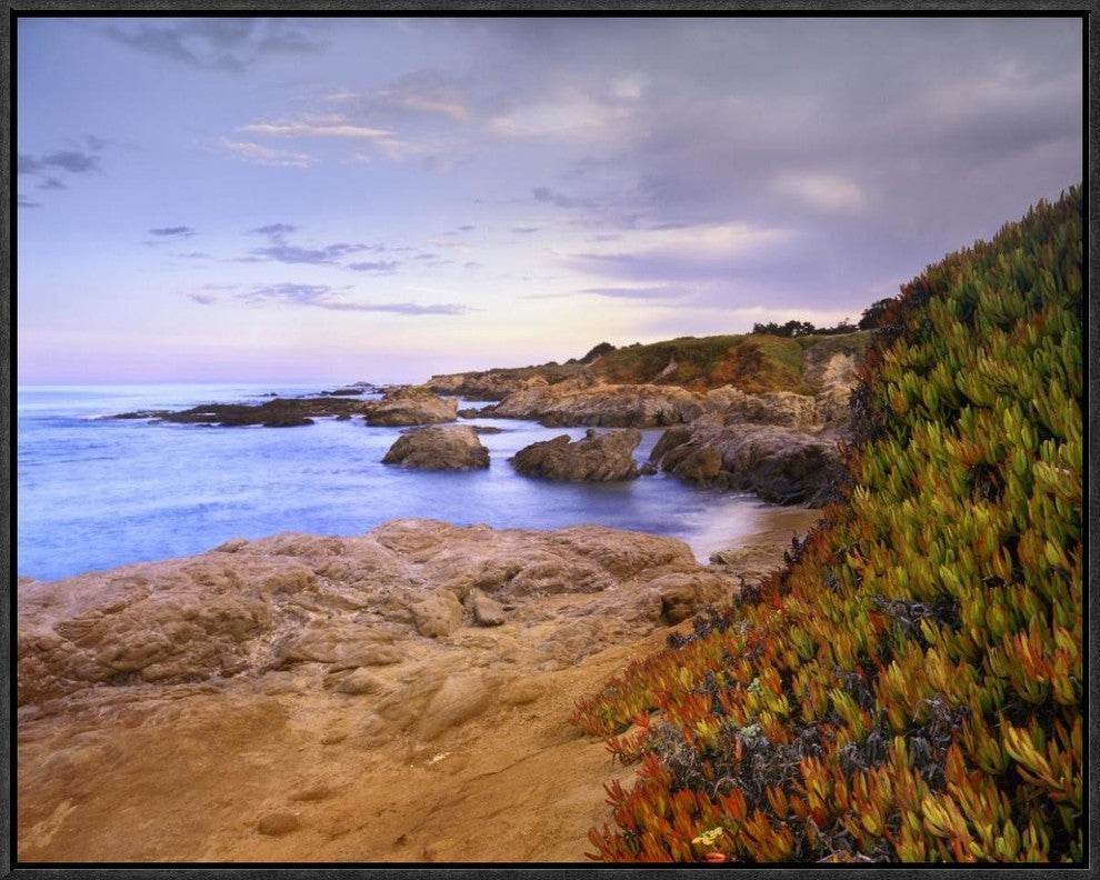 Ice Plant Growing On Cliffs At Bean Hollow Beach, California, 24"x20"