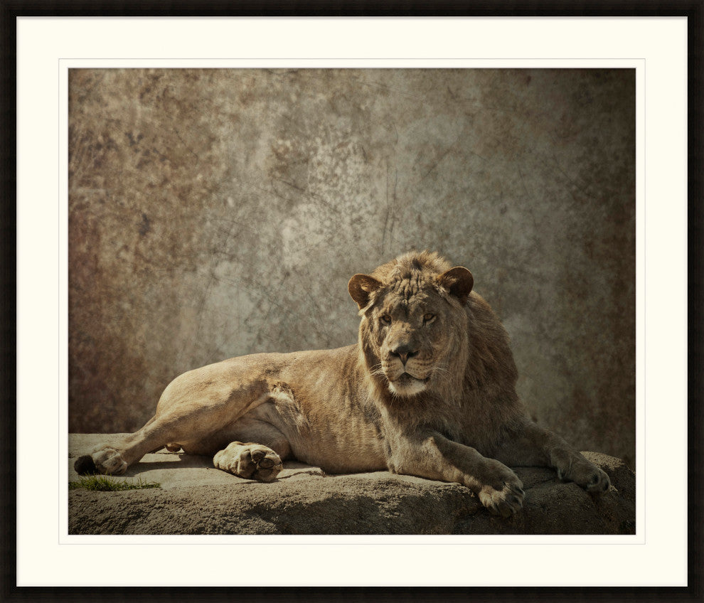 Lion Still Life, Giclee Reproduction Artwork