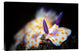 "Nudibranche" Stretched Canvas Giclee by Barathieu Gabriel, 24"x16"