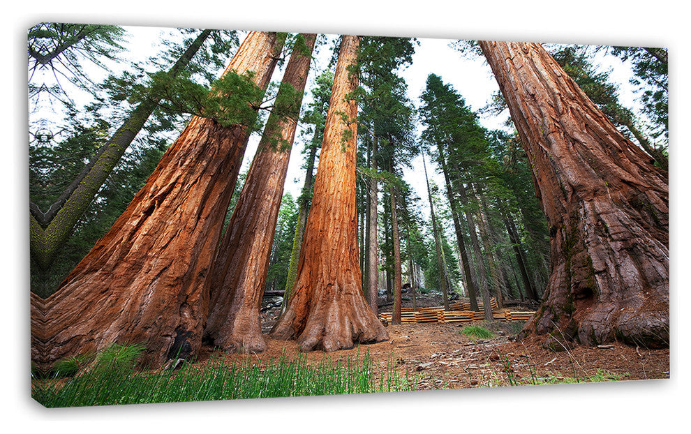 Three Large Sequoya Trees, African Landscape Canvas Art Print, 32"x16"