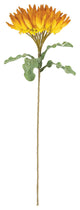 Kalalou Clx3356 Botanica #3356