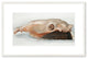 Horizontal Horse's or Mule's Skull with Feather, 1936