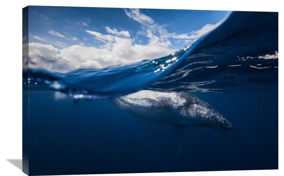 "Humpback Whale And The Sky" Canvas by Barathieu Gabriel, 36x24"