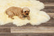 72" X 72" Natural Sheepskin Wool Area Rug