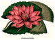 Crimson Water Lily- Gallery Wrapped Canvas Art 28" x 42"
