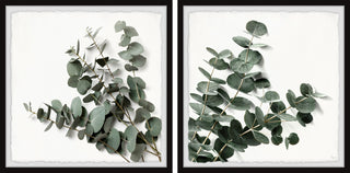 Eucalyptus Bloom Diptych, 2-Piece Set, 24x24 Panels