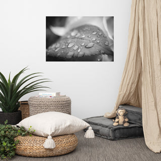 Dew on Leaf of Rose Plant Black & White Botanical Unframed Wall Art Print, 24" X 36"