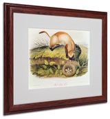 'Black-Footed Ferret' Matted Framed Canvas Art by John James Audubon