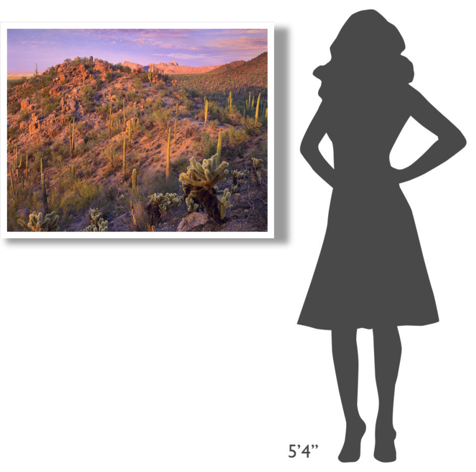 "Panther, Safford Peaks covered, Saguaro, Teddybear Cholla" Paper Art, 42"x32"