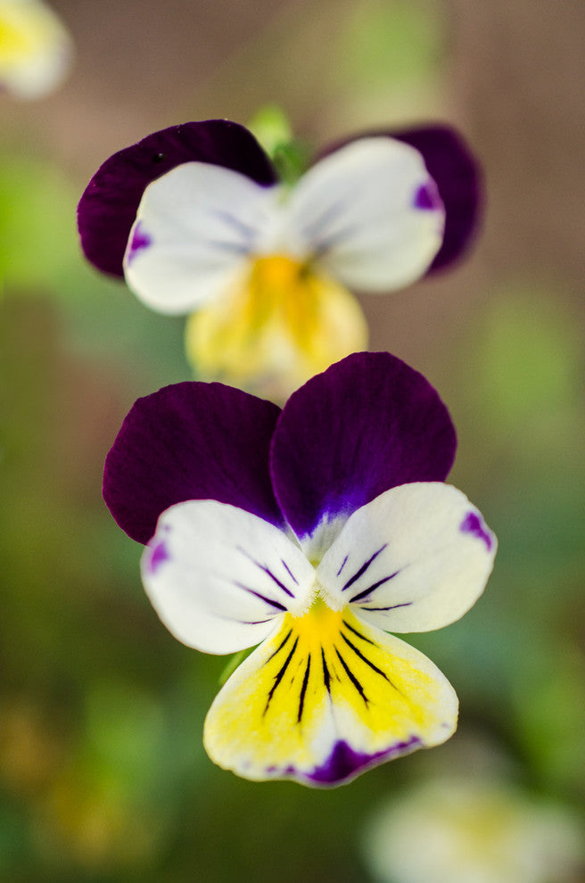 Pretty Little Violets Floral Nature Photography Canvas Wall Art Print, 18" X 24"
